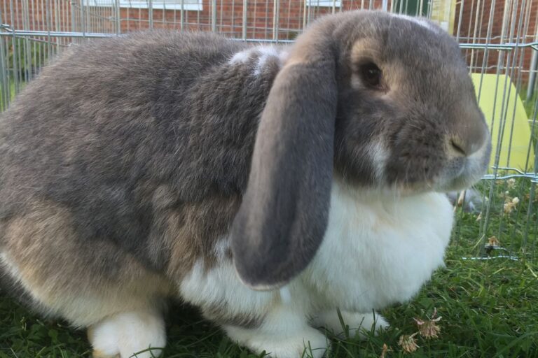 How To Identify Male And Female Rabbits? (All You Need To Know)