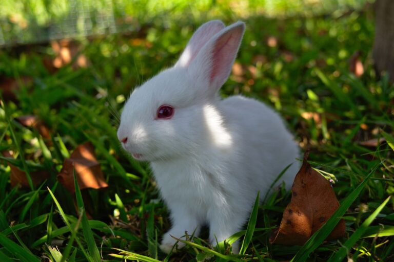 How To Identify Male And Female Rabbits? (All You Need To Know)