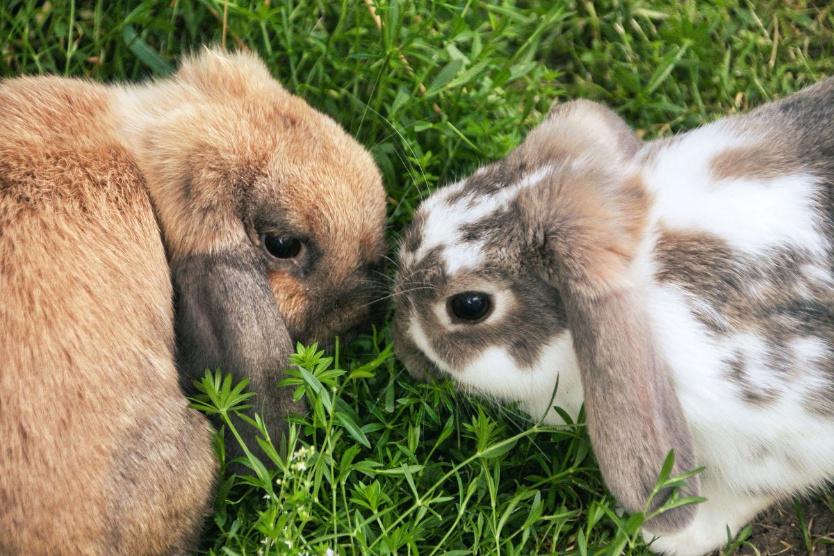 How To Identify Male And Female Rabbits? (All You Need To Know)