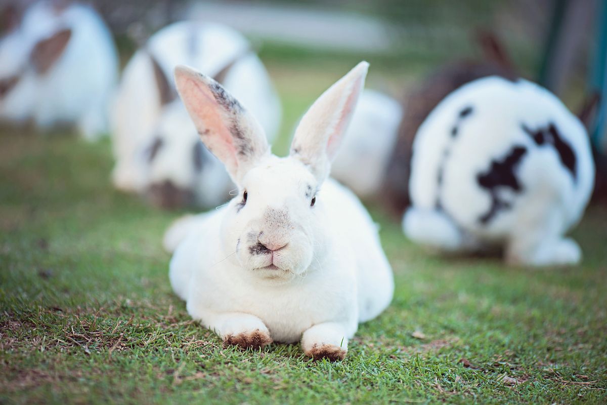 How To Identify Male And Female Rabbits? (All You Need To Know)