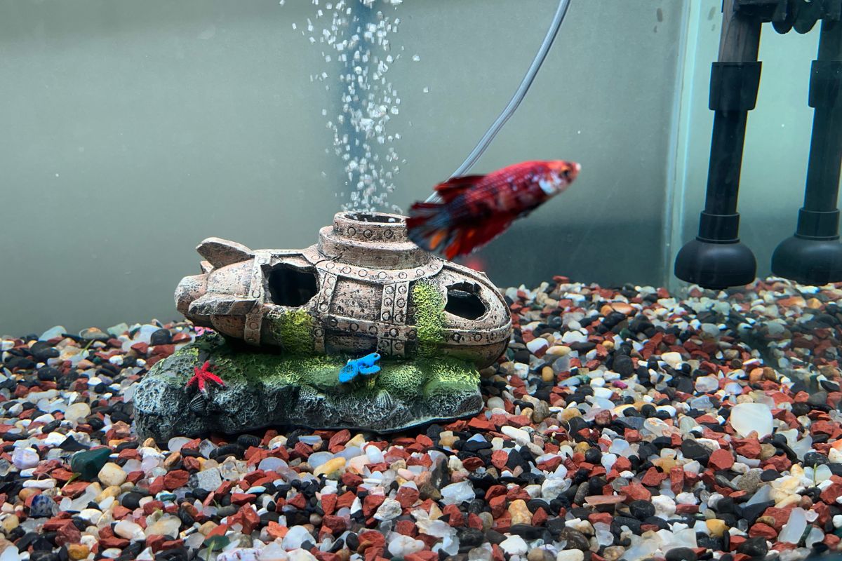 Are Betta Fish Aggressive? (Signs Of Aggression In Betta Fish)