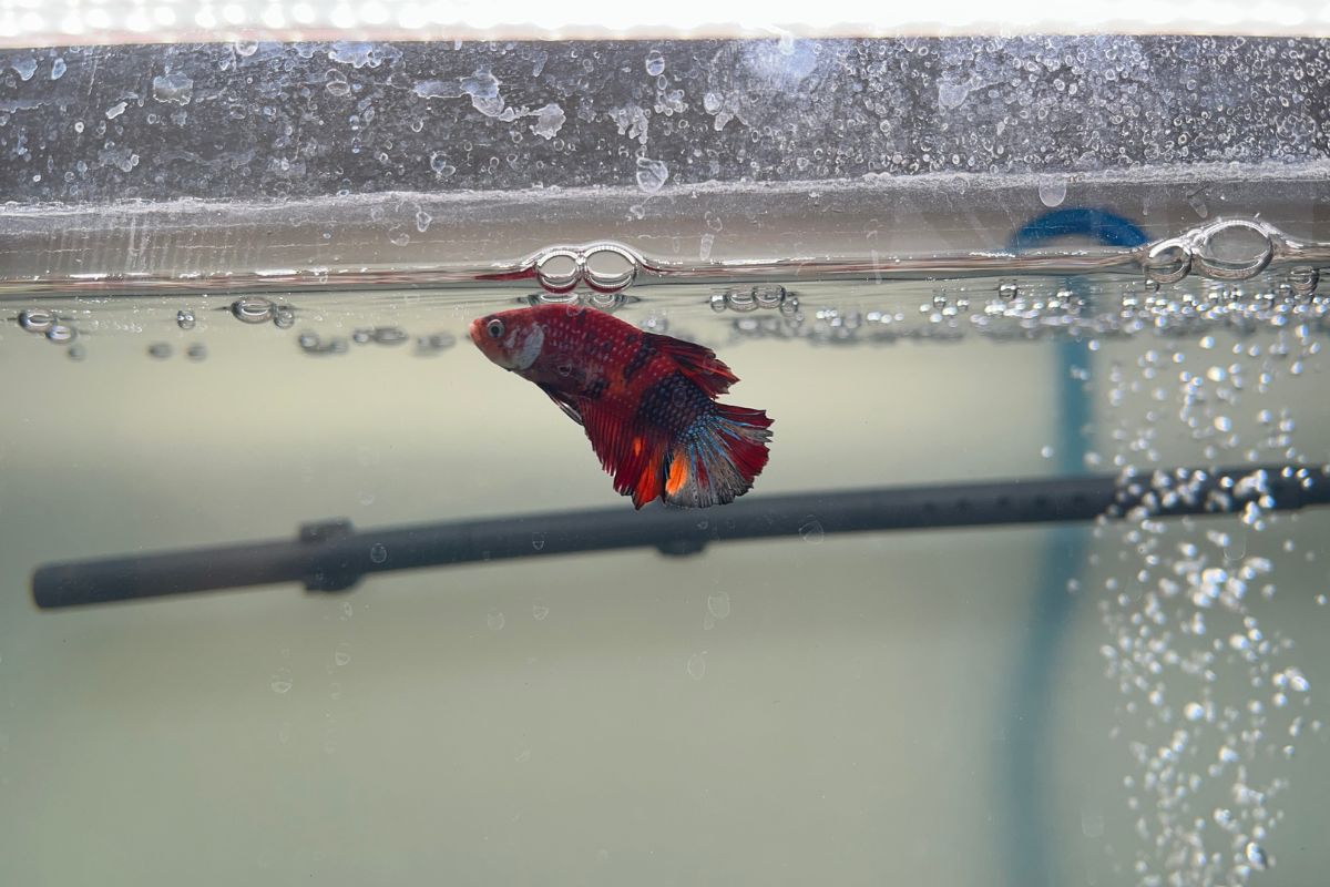 Why Is My Betta Making Bubbles? (All You Need To Know)
