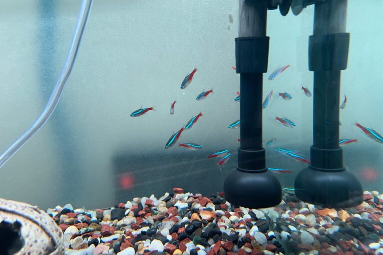 Ideal Water Temperature For Neon Tetras (All You Need To Know)