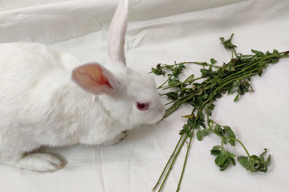 What Can Replace Hay For Rabbits? (All You Need To Know)