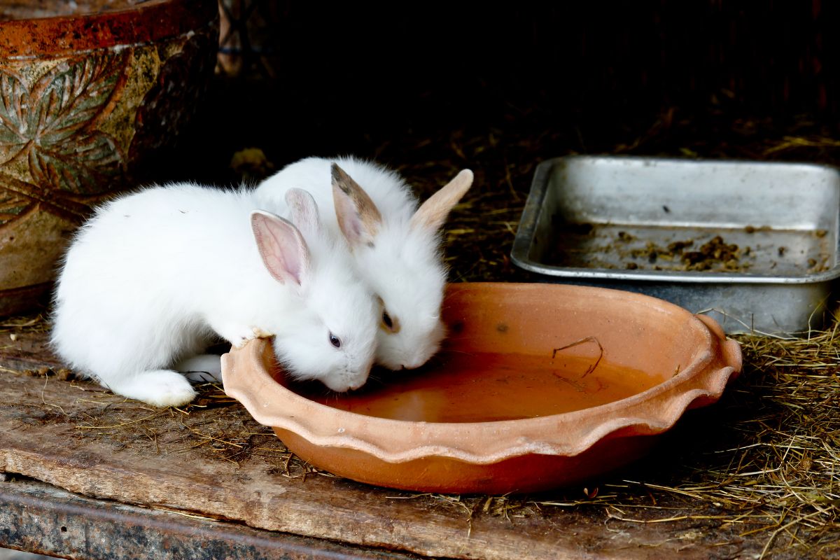How Often Should You Change Your Rabbit Water? (Complete Information)