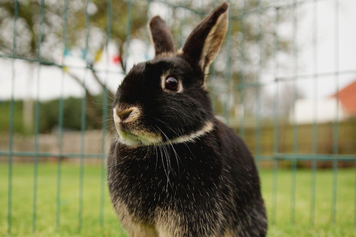 How To Stop Rabbit Jumping Out Of Pen? (All You Need To Know)