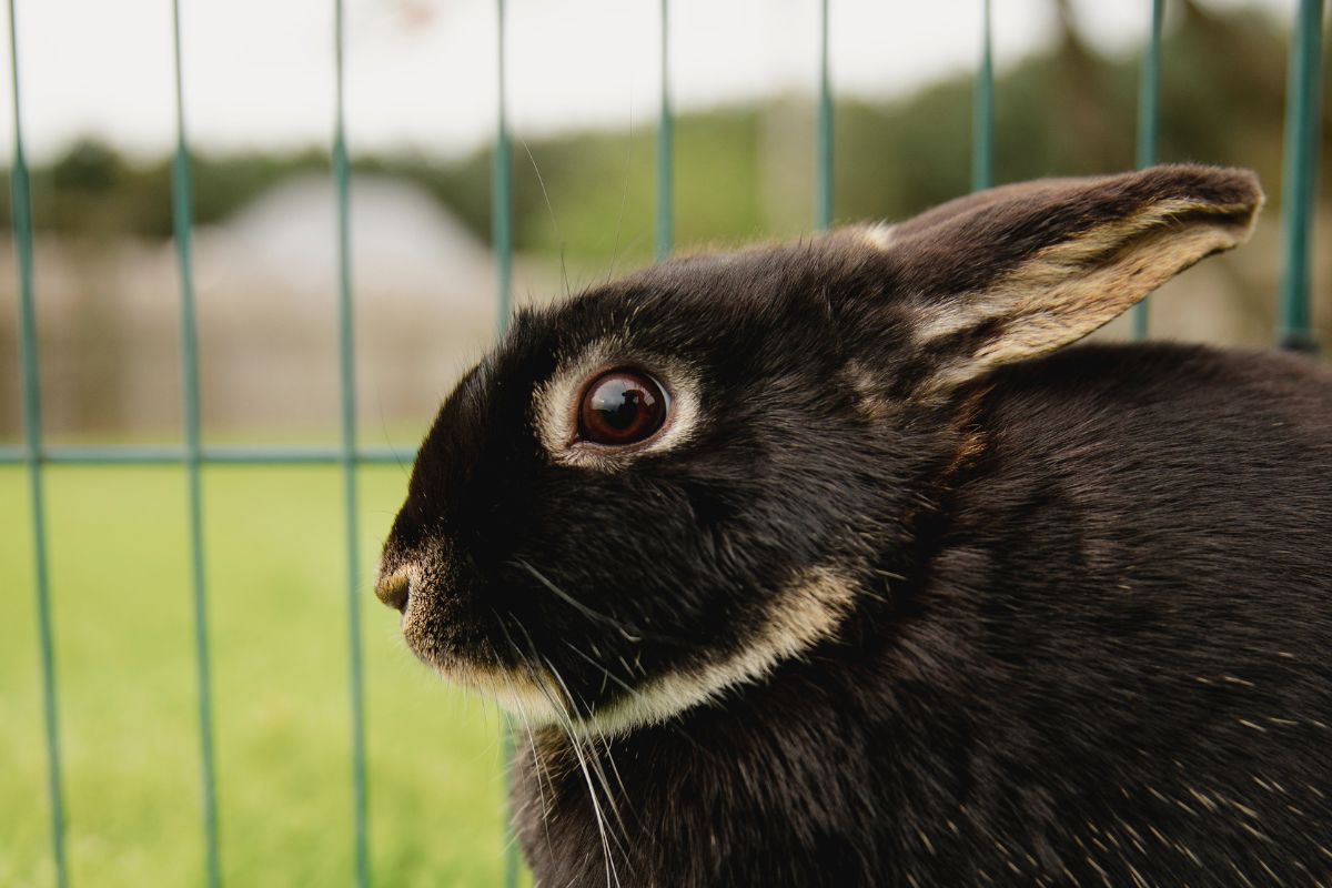 How To Stop Rabbit Jumping Out Of Pen? (All You Need To Know)
