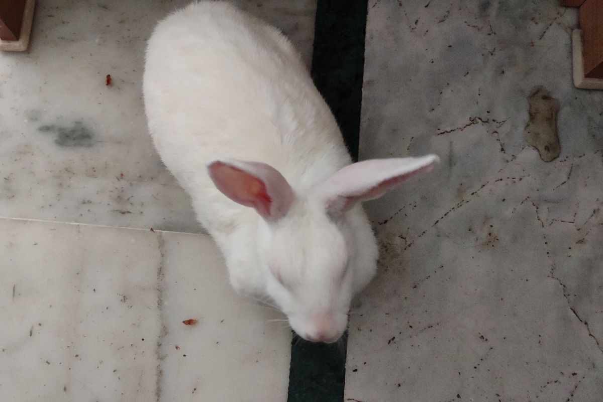 Do Male Rabbits Spray After Neutering? (All You Need To Know)