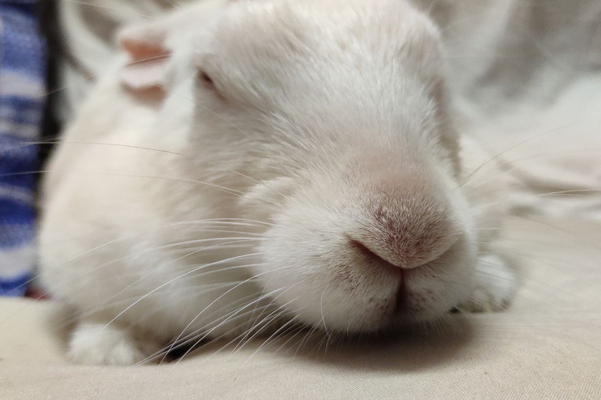 Can Rabbits Get Kennel Cough? Information)