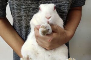 Do Rabbits Like Being On Their Back? (All You Need To Know)