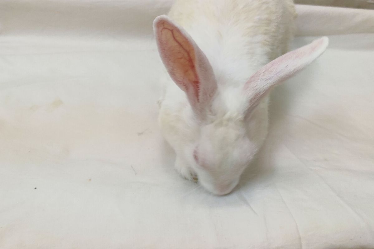 My Rabbit Isn't Pooping. (All You Need To Know)