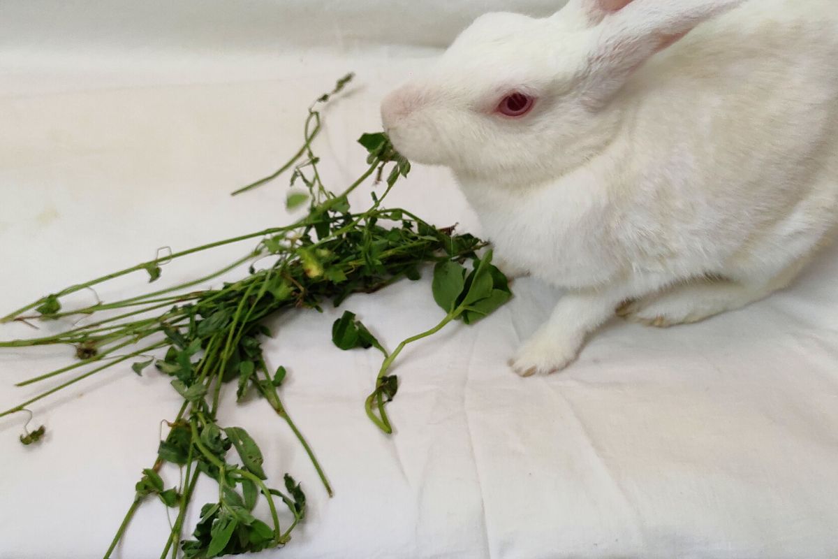 My Rabbit Isn't Pooping. (All You Need To Know)