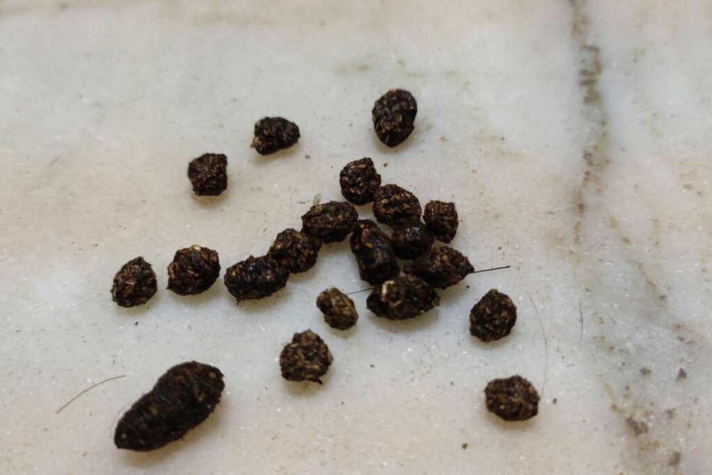 My Rabbit Isn't Pooping. (All You Need To Know)