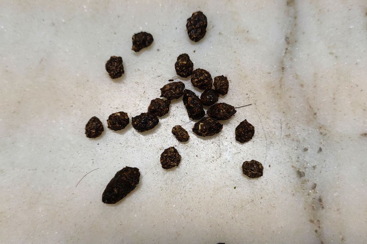 My Rabbit Isn't Pooping. (All You Need To Know)