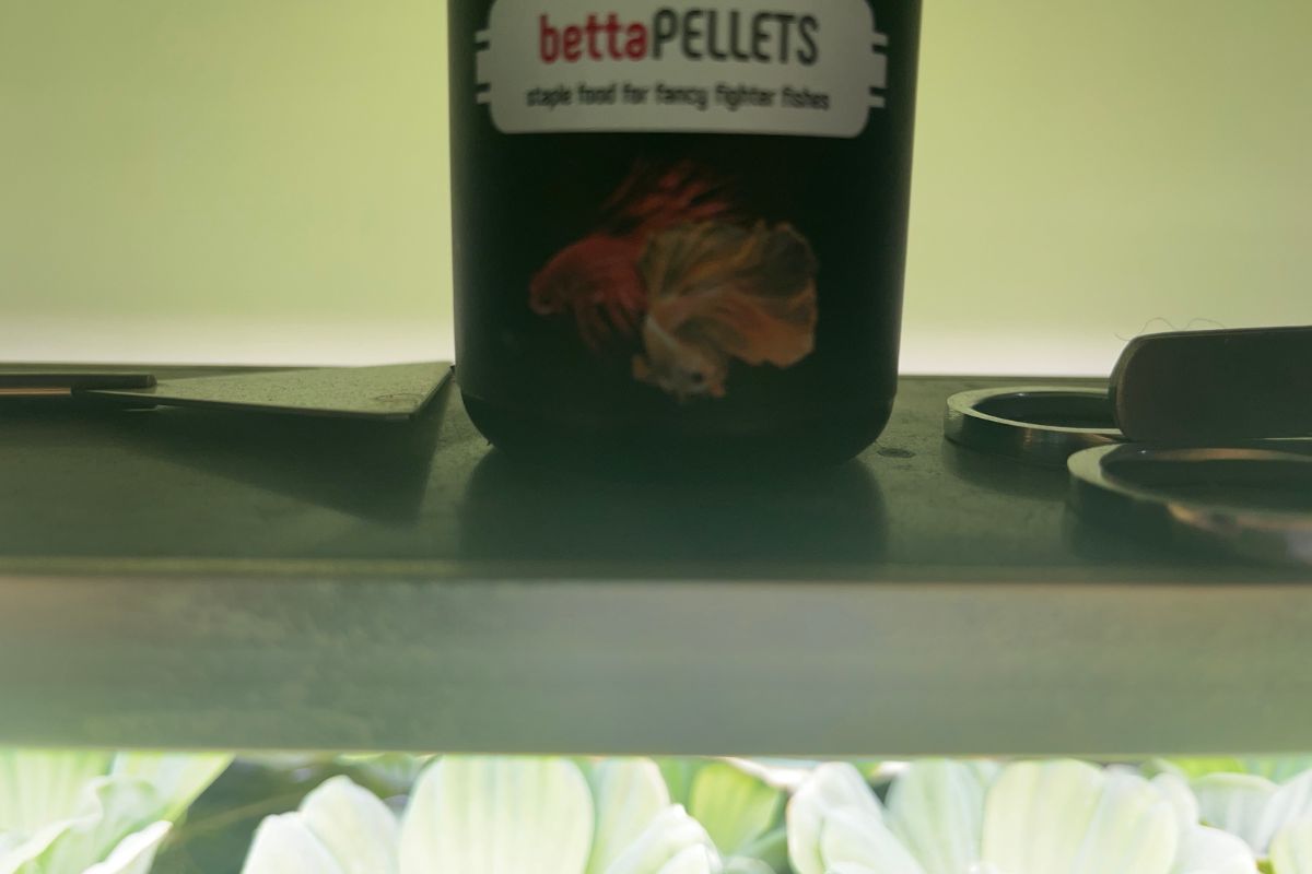 Can Betta Fish Die From Overfeeding? (All You Need To Know)