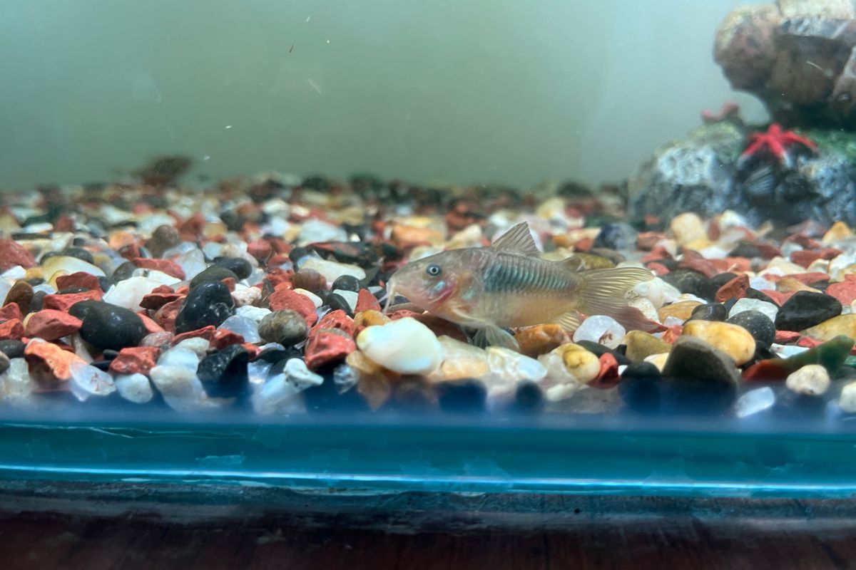 Lifespan Of Cory Catfish. (How To Ensure Their Longer Lifespan.)