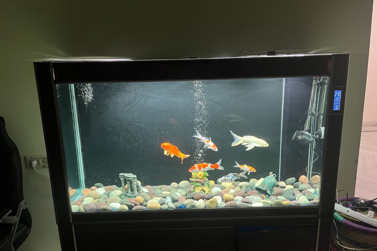 75 Gallon Community Tank Stocking Ideas. - Community Goldfish Tank Size Ideas For Small Spaces