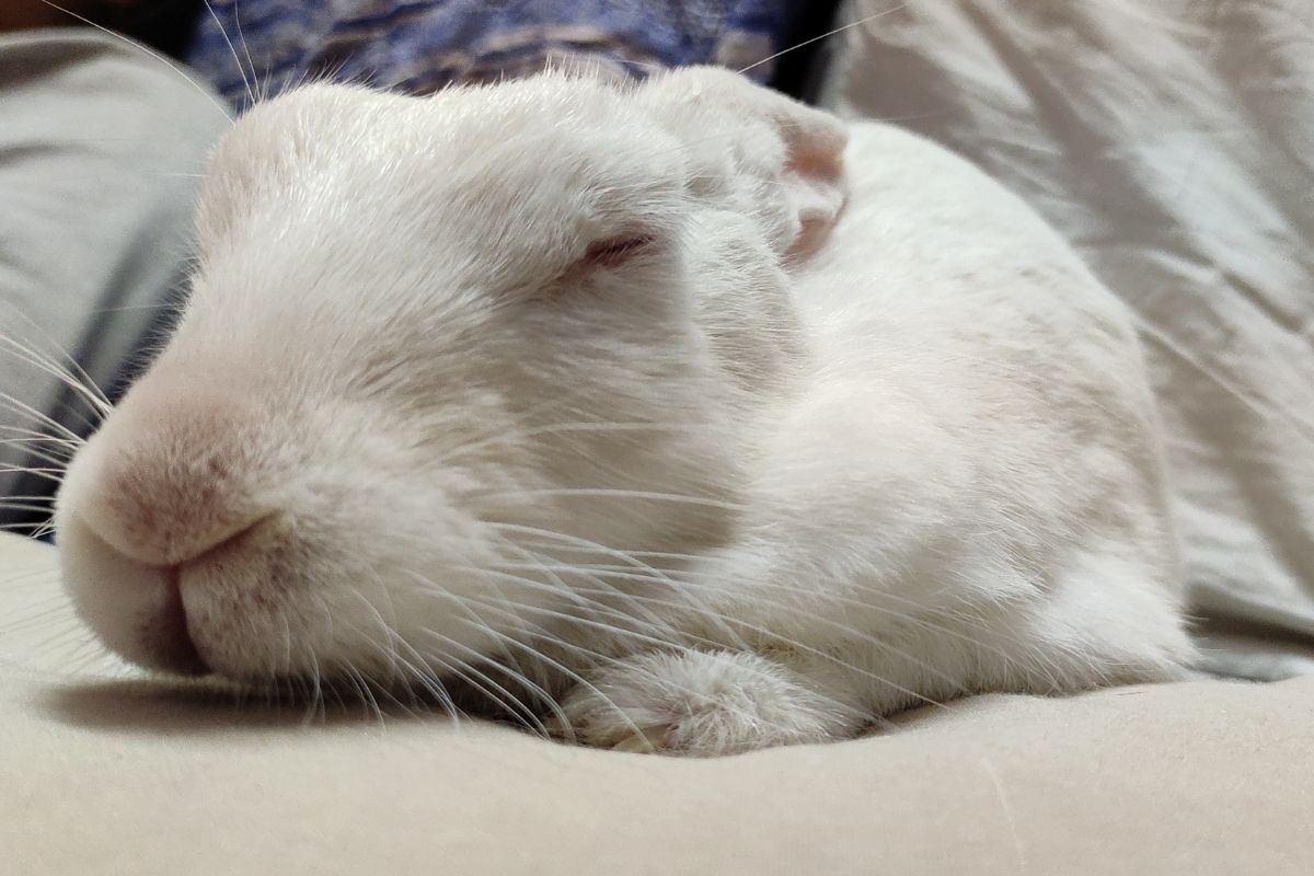 How To Help A Rabbit Gain Weight? (All You Need To Know)