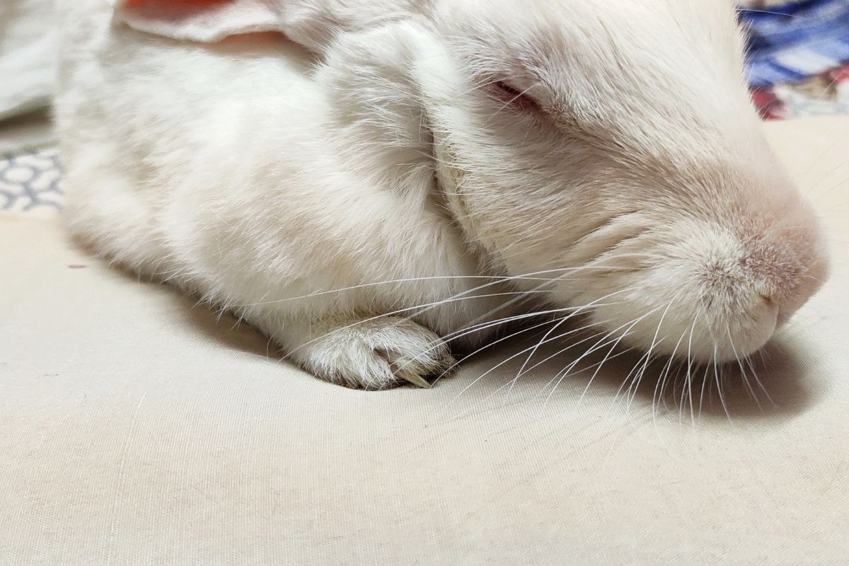 How To Help A Rabbit Gain Weight? (All You Need To Know)