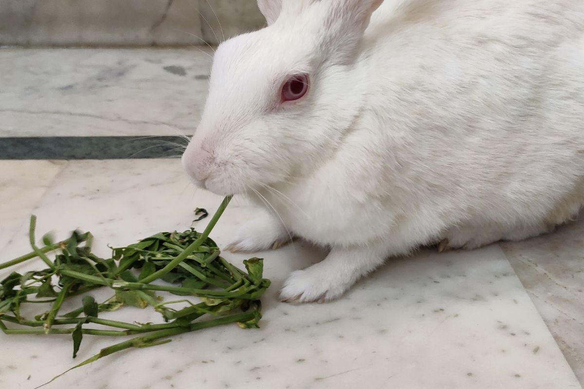 How To Help A Rabbit Gain Weight? (All You Need To Know)