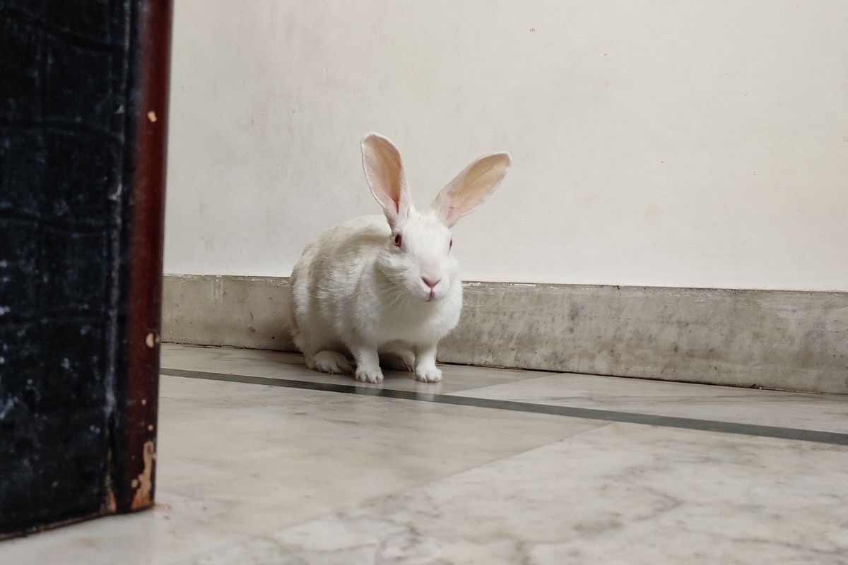 How To Help A Rabbit Gain Weight? (All You Need To Know)