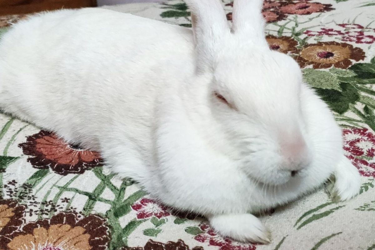 How To Help A Rabbit Gain Weight? (All You Need To Know)