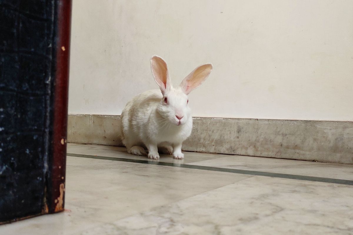 How To Stop Rabbits From Peeing On The Couch? (All You Need To Know)
