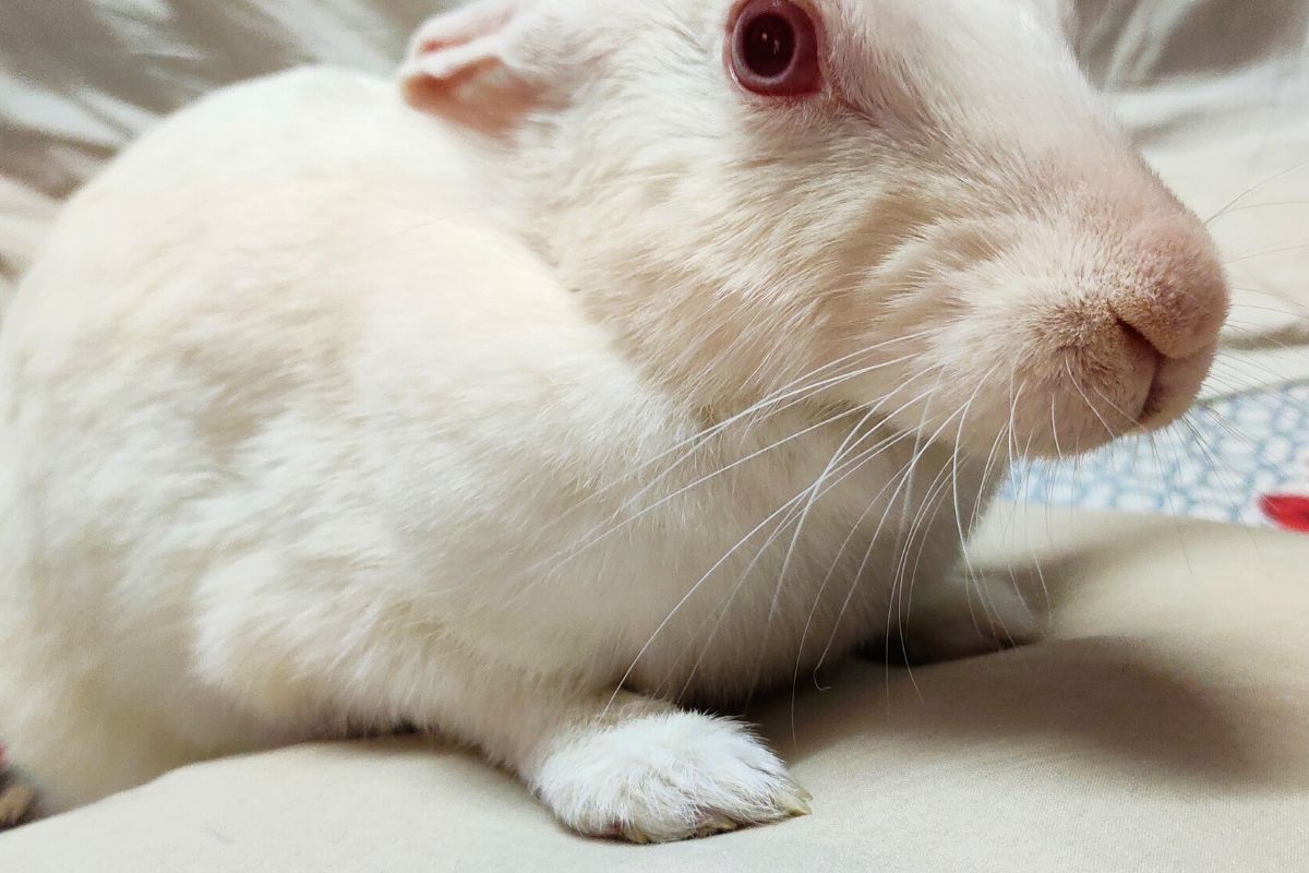 How To Stop Rabbits From Peeing On The Couch? (All You Need To Know)