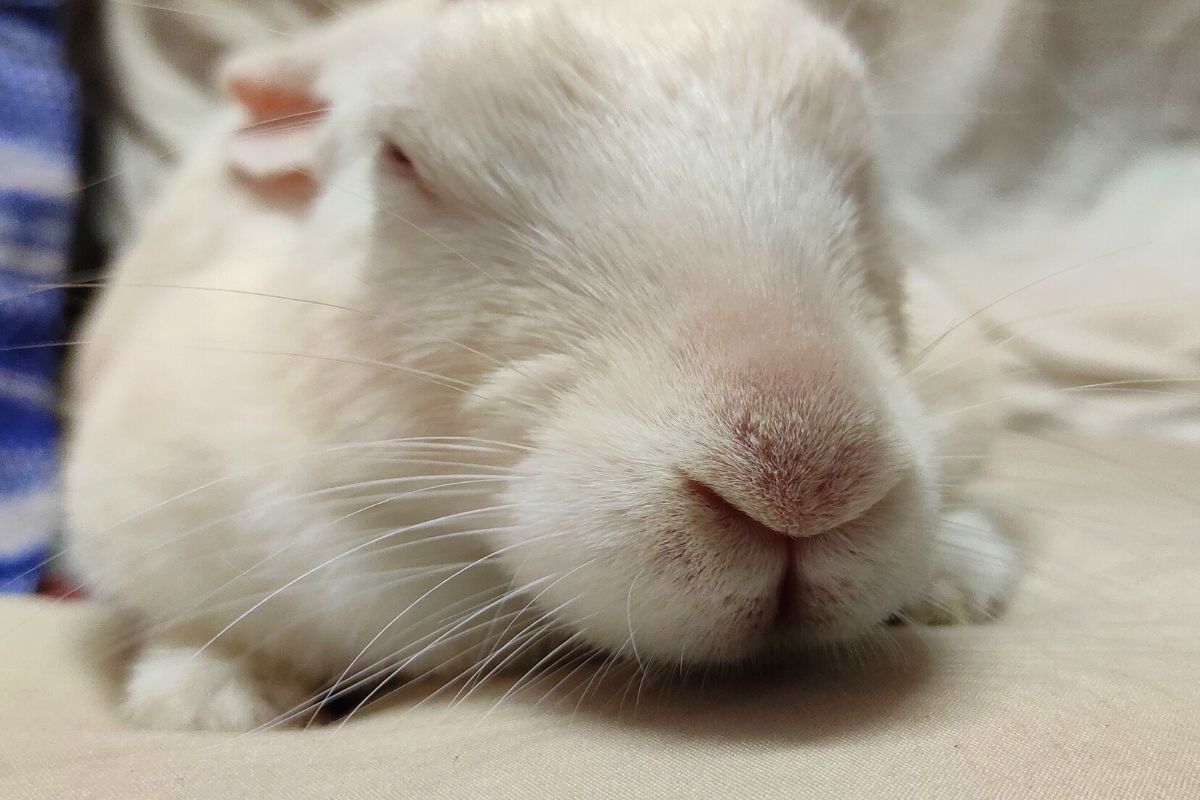 How To Stop Rabbits From Peeing On The Couch? (All You Need To Know)