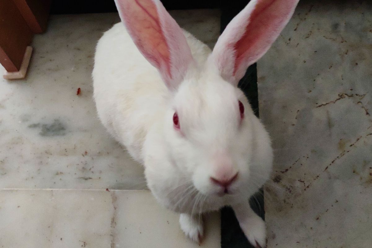 Why Does My Rabbit Chase Me? (All You Need To Know)