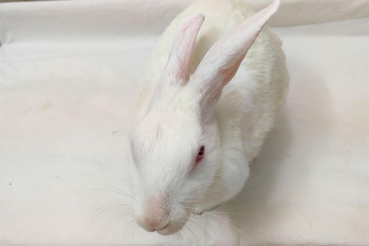 Why Does My Rabbit Chase Me? (All You Need To Know)