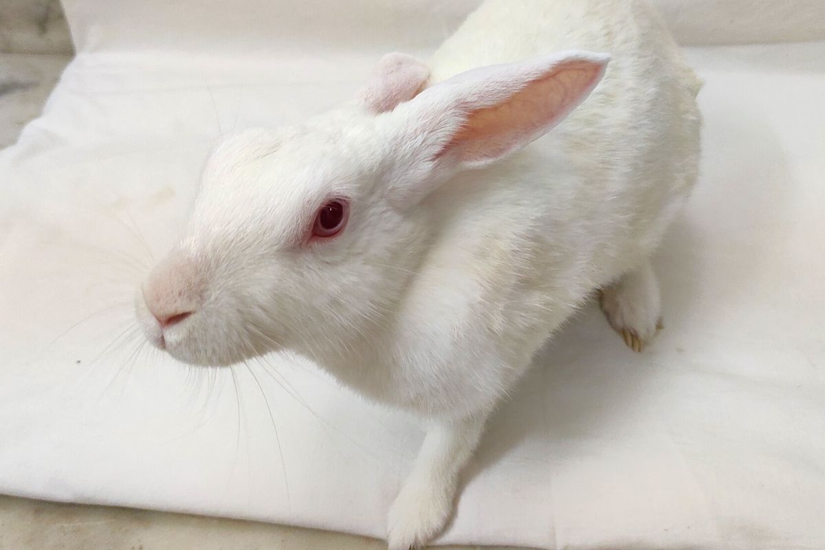 Why Does My Rabbit Chase Me? (All You Need To Know)