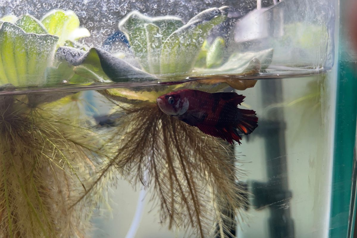 Why Do Betta Fish Expand Their Gills? (All You Need To Know)