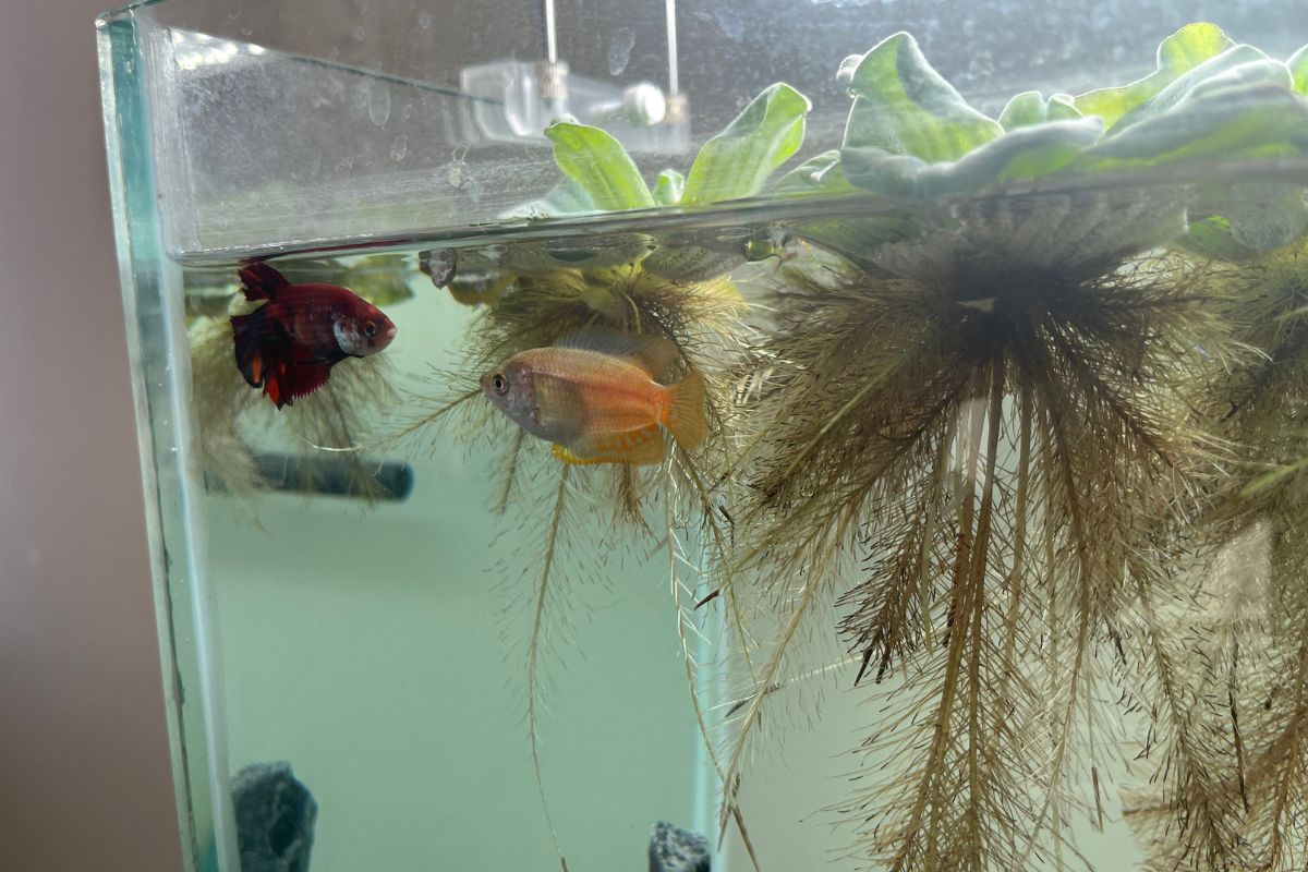 Why Do Betta Fish Expand Their Gills? (All You Need To Know)