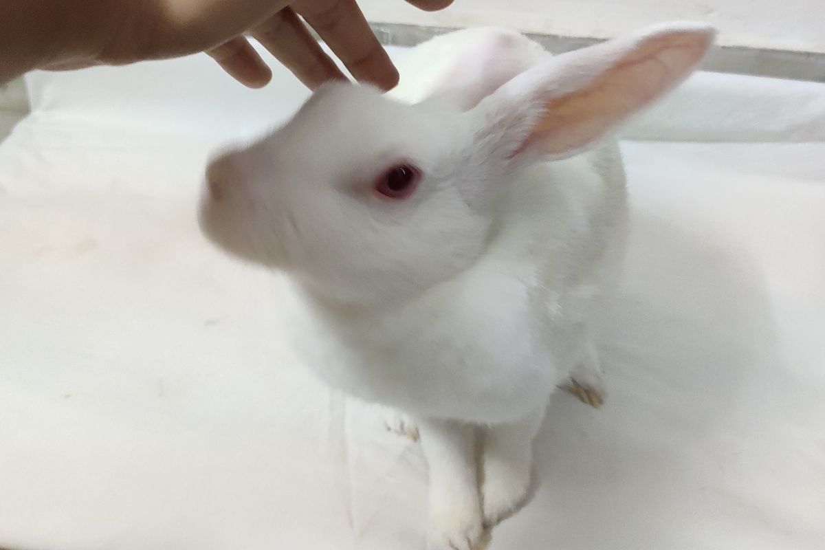 How To Discipline A Rabbit? Information)