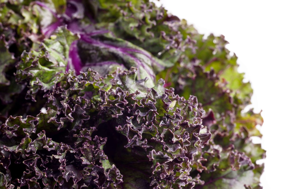 Can Rabbits Eat Red Kale? (All You Need To Know)
