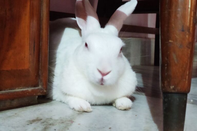 Why Do Rabbits Kill Their Babies? (All You Need To Know)