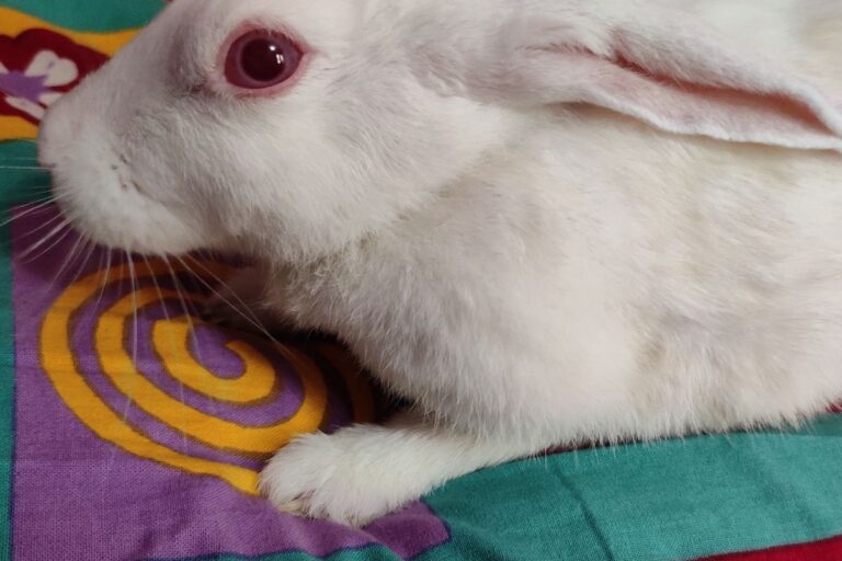 Why Do Rabbits Kill Their Babies? (All You Need To Know)