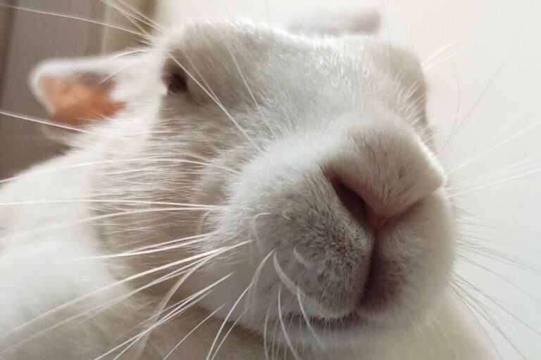 Why Do Rabbits Kill Their Babies? (All You Need To Know)