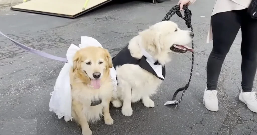 Doggie Bliss 68 Canine Couples Get Married In Illinois Huge Wedding 